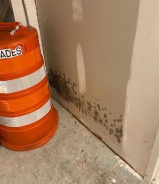 Mold Remediation in Coral Springs, FL (1)