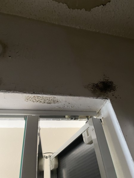 Mold Remediation