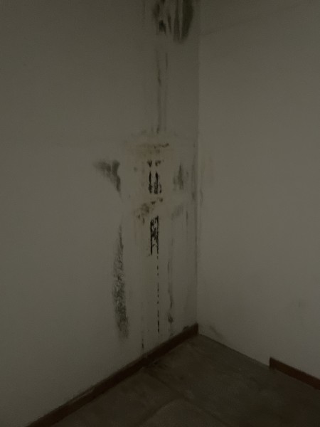 Mold Remediation in Miramar, FL (1)